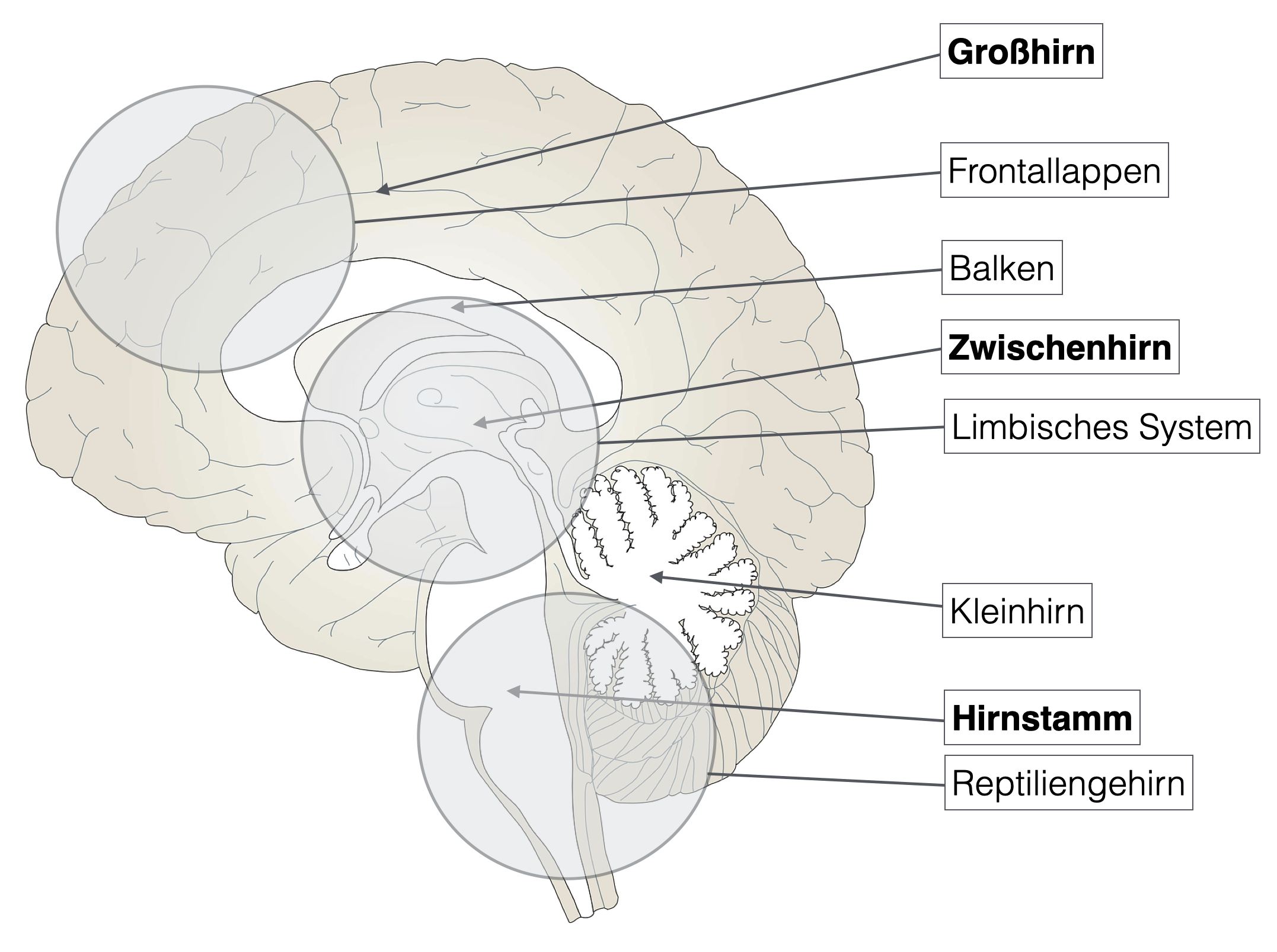 Gehirn